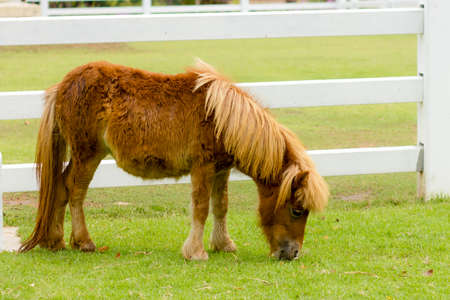 Brown Dwarf horse in a pasture (Small horse)の写真素材