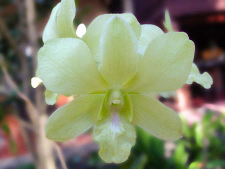 Colorful orchids and ornamental plants in the gardenの写真素材