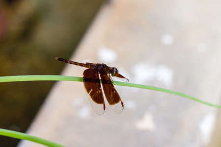 black dragonfly normal size on green leafの写真素材
