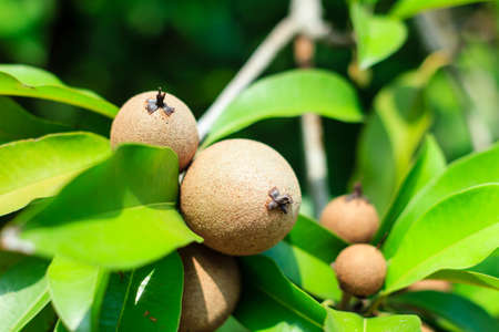 Ripening Sapodilla fruits in an organic gardenの写真素材