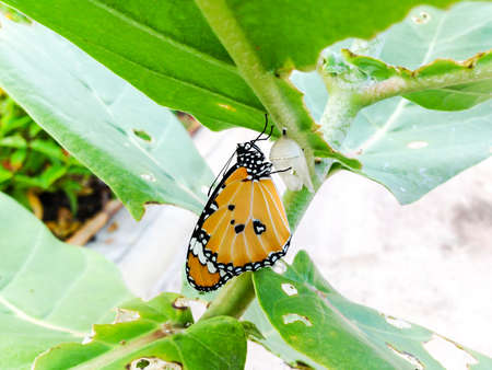 Monarch Butterfly, Milkweed Mania, baby born in the nature.の写真素材