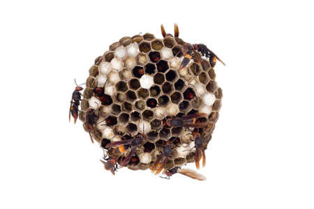 Wasp nest isolated on white, with wasps working and feeding the larvae. Also visible some eggs in...