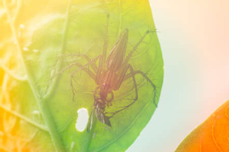 A spider eating insect on a green leaf. Dolomedes fimbriatus.( special color tone)の写真素材