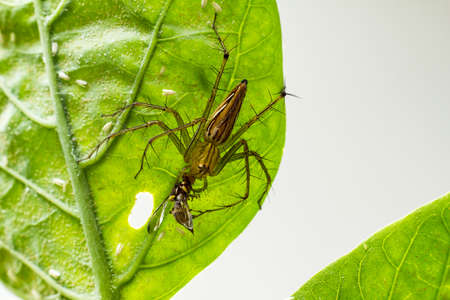 A spider eating insect on a green leaf. Dolomedes fimbriatus.の写真素材