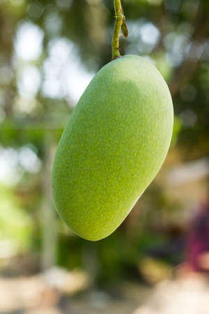 Close up of mango on a mango treeの写真素材