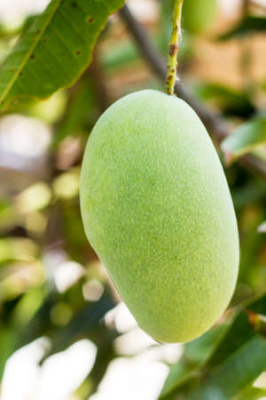 Close up of mango on a mango treeの写真素材