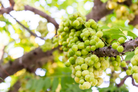Fresh star gooseberry on the tree in gardenの写真素材