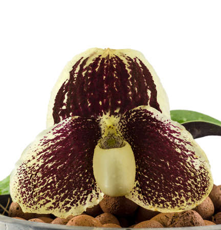 Orchid name " Paphiopedilum godefroyae " on white backgroundの写真素材