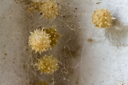 The Brown Widow spider egg sacks protected behind thick spider silkの写真素材