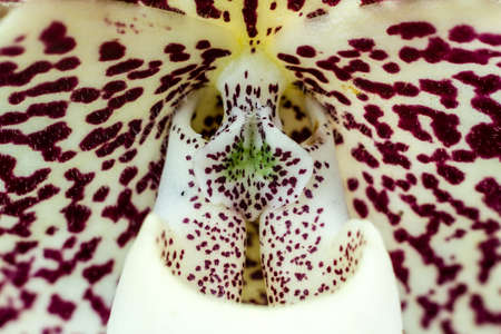 close up of Paphiopedilum staminode (lady slipper orchid)の写真素材