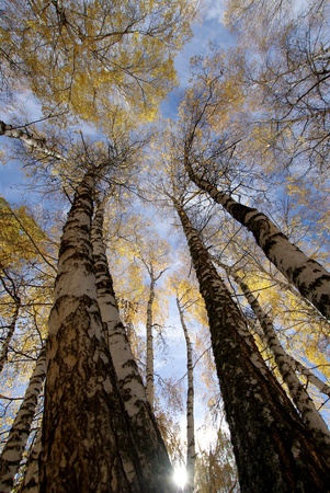 high straight tress の写真素材