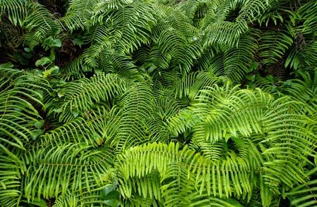 a large host of green slim leavesの写真素材