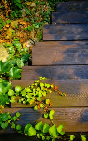 outdoor wood stair covered with beautiful plants の写真素材