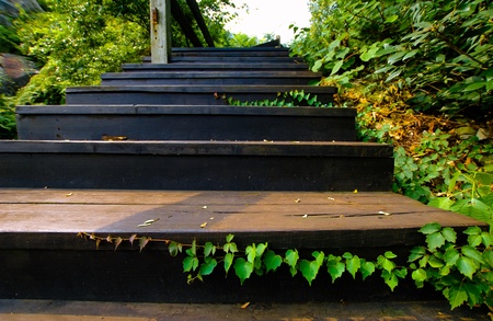 outdoor wood stair covered with beautiful plants の写真素材