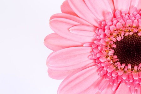 flowerの写真素材
