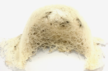 Swallow nests with some fur which feed in the South of Thailandの写真素材