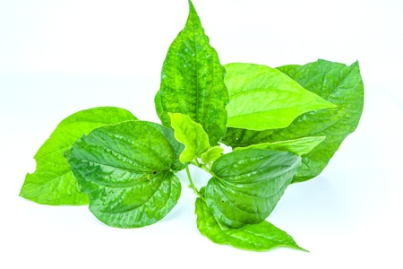 Piper sarmentosum Roxb on white backgroundの写真素材