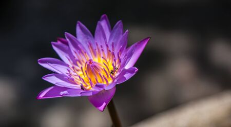 Blooming lotus flower that beautiful and peaceの写真素材