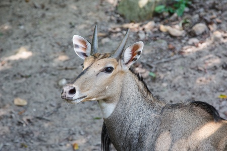 Male nilgai animal see at youの写真素材