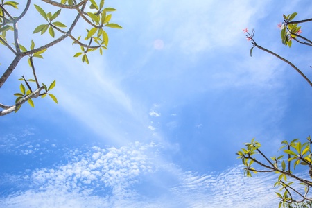 Green leaves against blue sky backgroundの写真素材