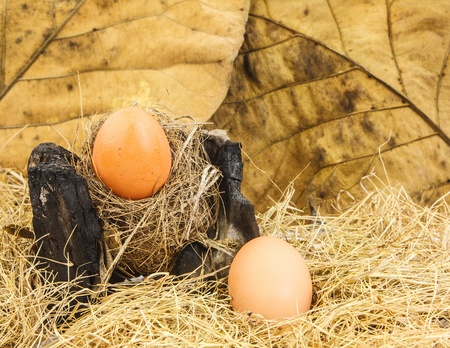 Egg on strawの写真素材