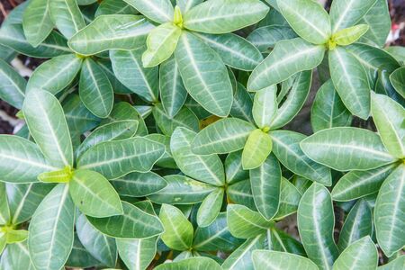 Top view of adenium leaves