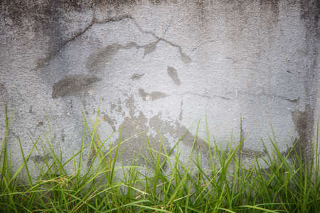 Green grass in front of old  concrete wallの写真素材