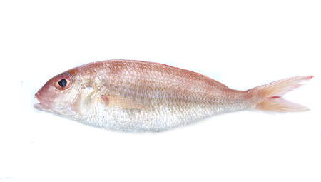 Edible sea fish  isolated on white background