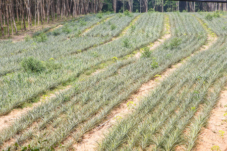 Field of pineapple plantの写真素材