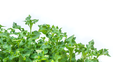 Group of fresh watercress on white background (Nasturtium officinale)の写真素材