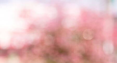 Pink blur abstract  bokeh background - nature  backgroundの写真素材