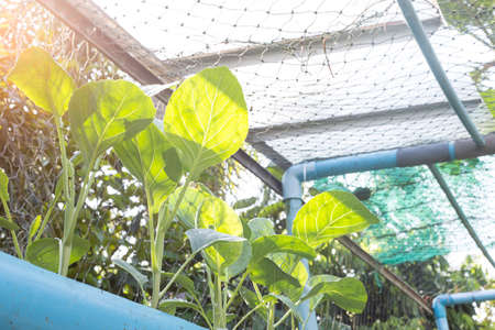 Vertical garden - DIY with water pipe for cultivate vegetableの写真素材