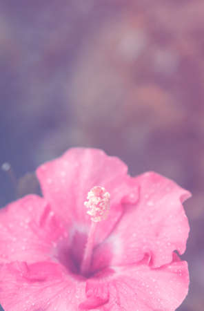 Beautiful chinese hibiscus flower blooming in gardenの写真素材