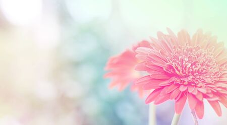 Beautiful gerbera flowers soft  background - fresh in natureの写真素材