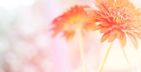 Beautiful lady slipper - orchid flower backgroundの写真素材