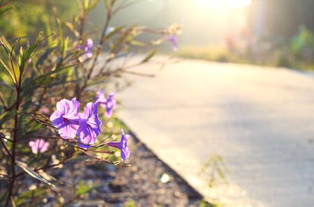 Beautiful flowers and road in the moringの写真素材