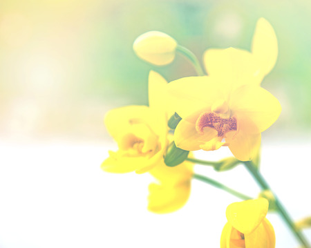 Beautiful yellow ground orchids flower against nature backgroundの写真素材