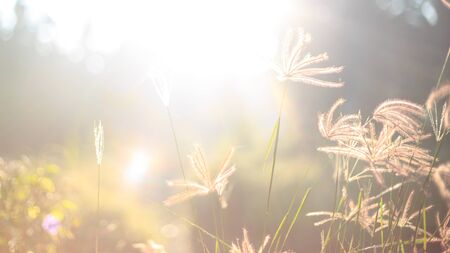 Beautiful landscape - grss in the morning - shinny daybの写真素材