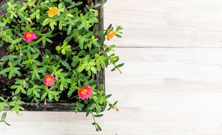 Fresh and beautiful flowers against wood backgroundの写真素材