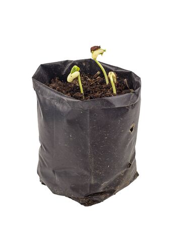 Plant growing -  sprout from seed in bag isolated on whiteの写真素材