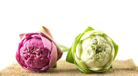 Two beautiful lotus flowers on white backgroundの写真素材