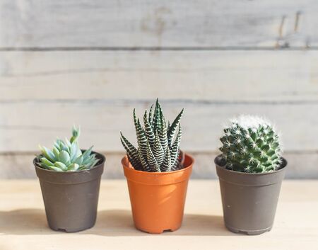 Three beautiful cactus against white eood backgroundの写真素材