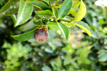 Healthy food - Mangosteen tree with ripe mangosteen in Thai own gardenの写真素材