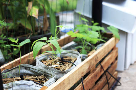 Long bean planting - Home gardening in wooden basket with small water systemの写真素材