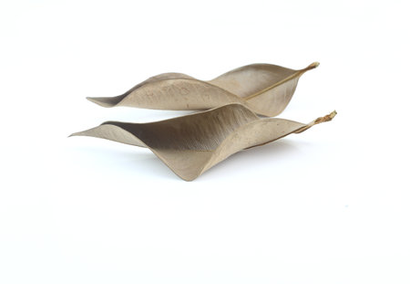 Two dry leaves on white background - dried leafの写真素材