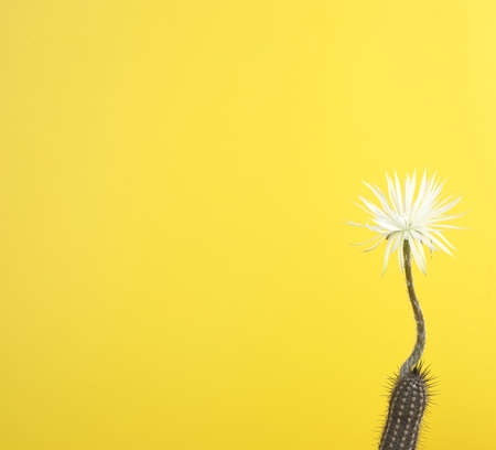 Flower of Prayer - Close up of white cactus flower against yellow background  with blank on leftの写真素材