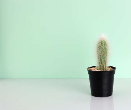 Houseplant - A pot of beautiful cactus on right with space