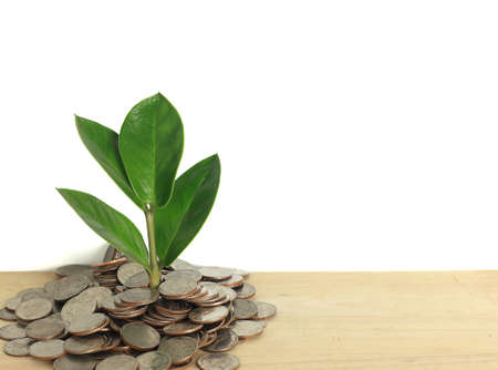 Finance And Investment Concept - Money growing - Plant grow from heap of coins against whiteの写真素材
