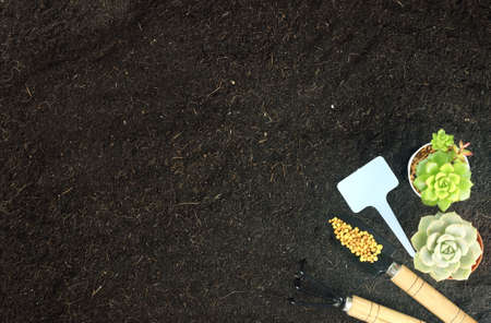 Top view of gardening tools and minimal succulent plant  on soil. Agriculture background concept...