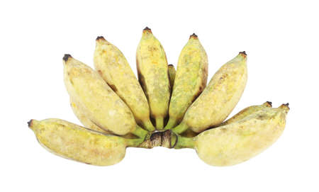 Bunch of ripe, yellow, fresh, and sweet cultivated banana or numwa in thai  isolated on white background. Close up Musa sapientum linn - Healthy fruit on whiteの写真素材